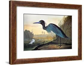 Audubon: Little Blue Heron-John James Audubon-Framed Giclee Print