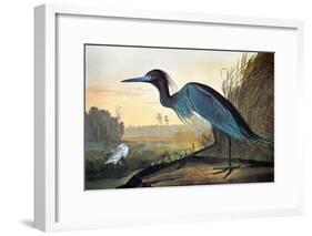 Audubon: Little Blue Heron-John James Audubon-Framed Giclee Print