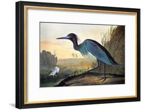 Audubon: Little Blue Heron-John James Audubon-Framed Giclee Print