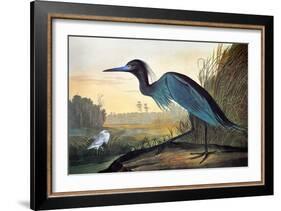 Audubon: Little Blue Heron-John James Audubon-Framed Giclee Print