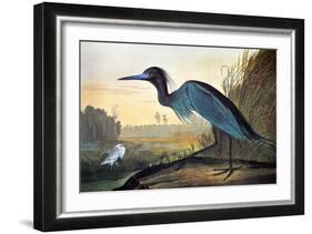 Audubon: Little Blue Heron-John James Audubon-Framed Giclee Print