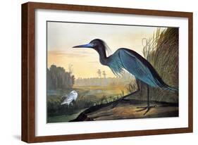 Audubon: Little Blue Heron-John James Audubon-Framed Giclee Print
