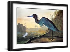 Audubon: Little Blue Heron-John James Audubon-Framed Giclee Print