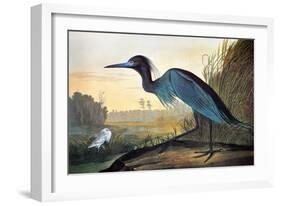 Audubon: Little Blue Heron-John James Audubon-Framed Giclee Print