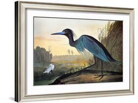 Audubon: Little Blue Heron-John James Audubon-Framed Giclee Print