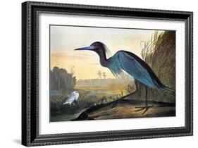 Audubon: Little Blue Heron-John James Audubon-Framed Giclee Print