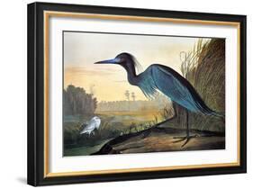 Audubon: Little Blue Heron-John James Audubon-Framed Giclee Print