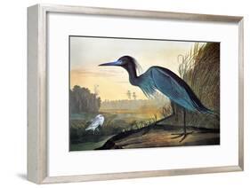 Audubon: Little Blue Heron-John James Audubon-Framed Giclee Print