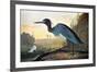 Audubon: Little Blue Heron-John James Audubon-Framed Premium Giclee Print