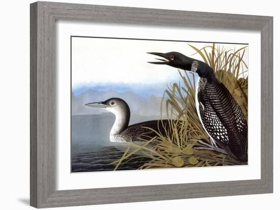 Audubon: Loon, 1827-John James Audubon-Framed Giclee Print