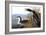 Audubon: Loon, 1827-John James Audubon-Framed Giclee Print