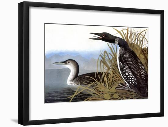 Audubon: Loon, 1827-John James Audubon-Framed Giclee Print