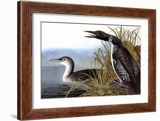 Audubon: Loon, 1827-John James Audubon-Framed Giclee Print