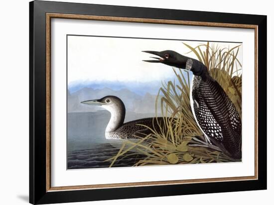 Audubon: Loon, 1827-John James Audubon-Framed Giclee Print
