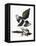 Audubon: Magpie-John James Audubon-Framed Premier Image Canvas