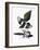 Audubon: Magpie-John James Audubon-Framed Giclee Print