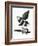 Audubon: Magpie-John James Audubon-Framed Giclee Print