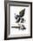 Audubon: Magpie-John James Audubon-Framed Giclee Print