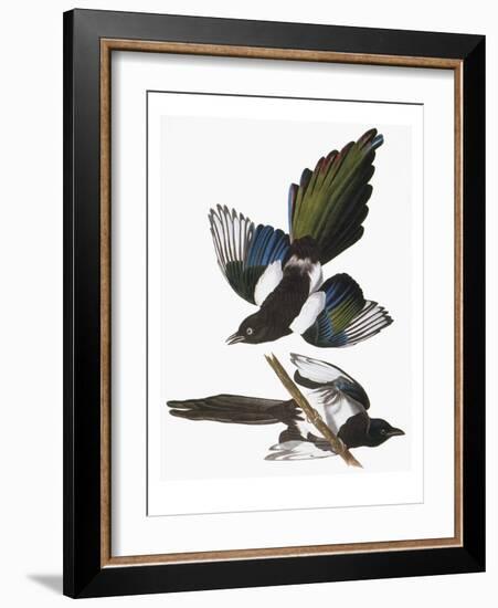 Audubon: Magpie-John James Audubon-Framed Giclee Print