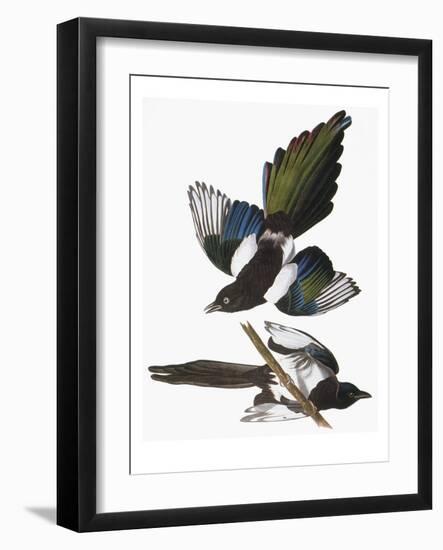 Audubon: Magpie-John James Audubon-Framed Giclee Print