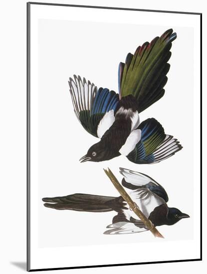 Audubon: Magpie-John James Audubon-Mounted Giclee Print