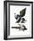 Audubon: Magpie-John James Audubon-Framed Giclee Print