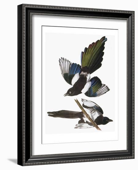 Audubon: Magpie-John James Audubon-Framed Giclee Print