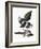 Audubon: Magpie-John James Audubon-Framed Giclee Print