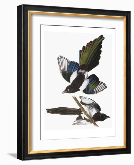 Audubon: Magpie-John James Audubon-Framed Giclee Print