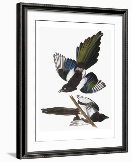 Audubon: Magpie-John James Audubon-Framed Giclee Print