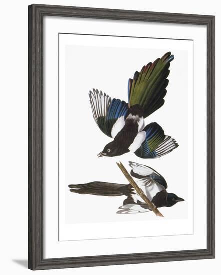 Audubon: Magpie-John James Audubon-Framed Giclee Print