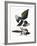 Audubon: Magpie-John James Audubon-Framed Giclee Print