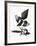 Audubon: Magpie-John James Audubon-Framed Giclee Print