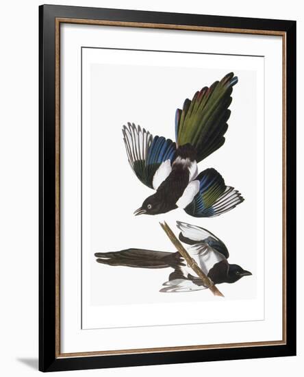 Audubon: Magpie-John James Audubon-Framed Giclee Print