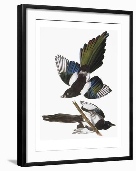 Audubon: Magpie-John James Audubon-Framed Giclee Print