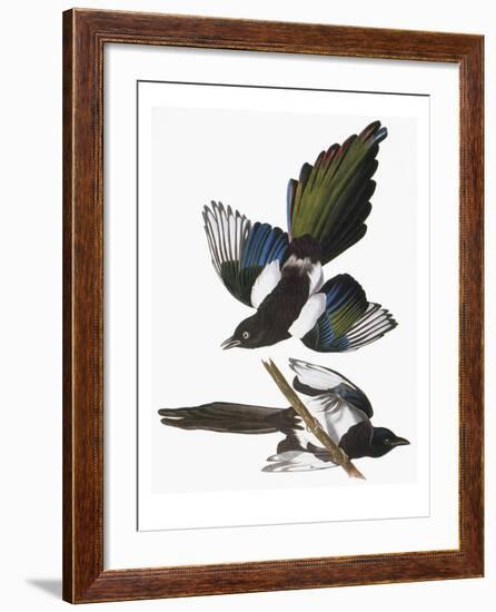 Audubon: Magpie-John James Audubon-Framed Giclee Print