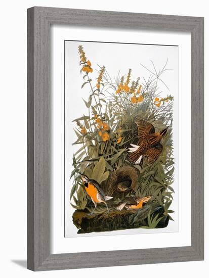 Audubon: Meadowlark-John James Audubon-Framed Giclee Print