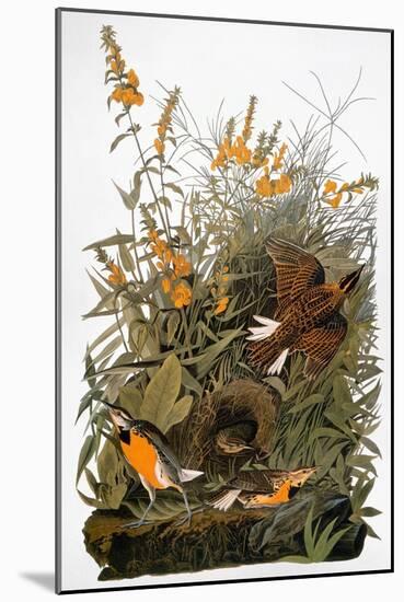 Audubon: Meadowlark-John James Audubon-Mounted Giclee Print