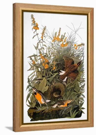 Audubon: Meadowlark-John James Audubon-Framed Premier Image Canvas