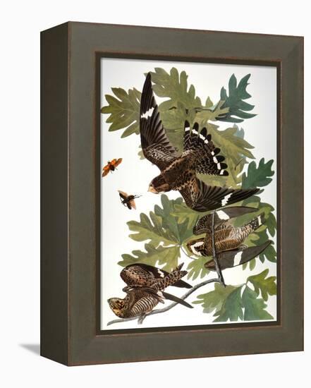 Audubon: Nighthawk-John James Audubon-Framed Premier Image Canvas