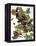 Audubon: Nighthawk-John James Audubon-Framed Premier Image Canvas