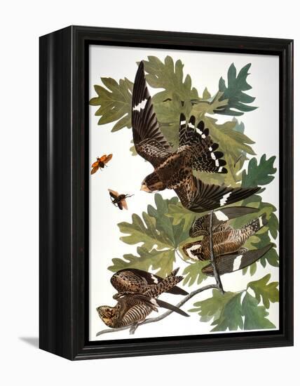 Audubon: Nighthawk-John James Audubon-Framed Premier Image Canvas