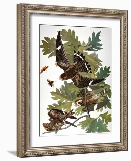 Audubon: Nighthawk-John James Audubon-Framed Giclee Print