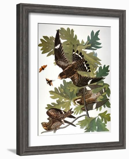 Audubon: Nighthawk-John James Audubon-Framed Giclee Print