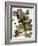 Audubon: Nighthawk-John James Audubon-Framed Giclee Print