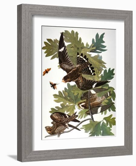 Audubon: Nighthawk-John James Audubon-Framed Giclee Print