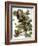 Audubon: Nighthawk-John James Audubon-Framed Giclee Print