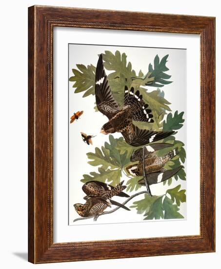 Audubon: Nighthawk-John James Audubon-Framed Giclee Print