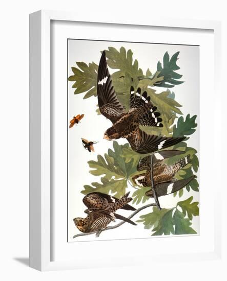 Audubon: Nighthawk-John James Audubon-Framed Giclee Print