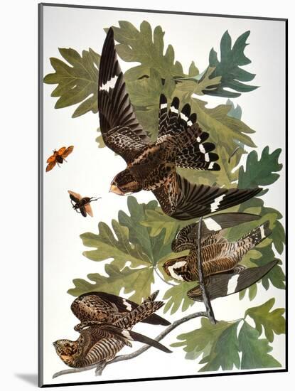 Audubon: Nighthawk-John James Audubon-Mounted Giclee Print